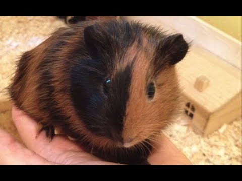Das NEUE Meerschweinchen: Tartufo ;)