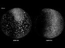 Time-Lapse: Zebrafish Embryos Developing