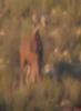 Barbary Sheep/ Aoudad