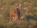 Barbary Sheep/ Aoudad