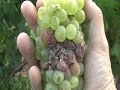 Les Vendanges 2007 in Pech Laurier Les Vendanges 2007 in Pech Laurier