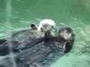 Otters Holding