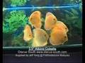 3 5" Albino Cobalts