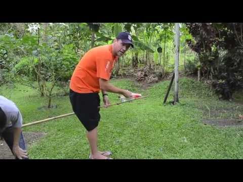 how to get rid wasps