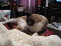 Cat Cat