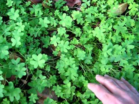 how to plant a four leaf clover