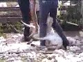 Sheep-shearing