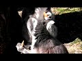 ... Kattas im ZooPark Metelen ...