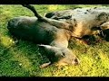 Wildlife Crime - PAW Wildlife Crime - PAW