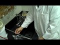EVT 105 Biodiesel Lab Primer 1