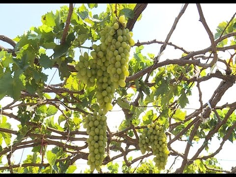 Giải pháp nào cho phát triển thương hiệu địa phương tại Ninh Thuận 