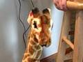 Giraffe Noises