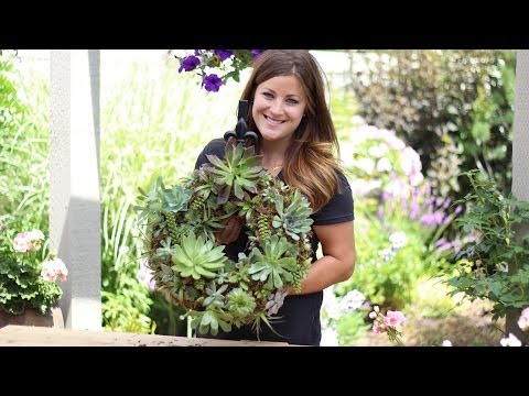 how to fertilize cactus