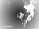 werewolf (loup garou) 3