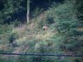 chamois