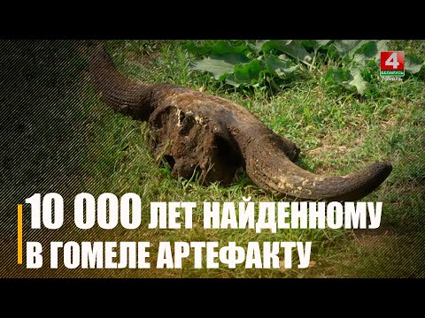 Артэфакту мінімум 10 000 гадоў. Гомельскія ратавальнікі выпадкова знайшлі чэрап бізона на дне ракі видео