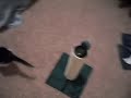 Playtime/Kitten Sneeze/Attack!