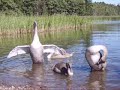 Tämä on ainutlaatuinen joutsenen poikasten kesä 2007... Jo 9:n poikasta täällä päin.