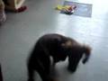 Salchicha video