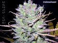 Weed From Around The World Weed From Around The World