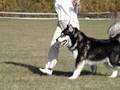 Alaskan malamute