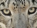 SNOW LEOPARD VS HAWK!
