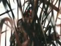 Chris Brown feat. Lil Wayne & Swizz Beatz - I Can Transform Ya *Official Music Video* || Lyrics ||
