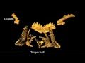 Feeding Mechanism of Conodonts - YouTube