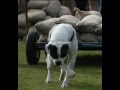 Bulldog Americano video