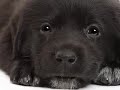 chiot chien chante dog fun noel papa petit chanson perro sympa craquant drole mignon trop