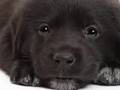 chien qui chante petit papa noel