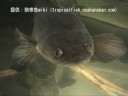 ???????????????????????Channa melanoptera