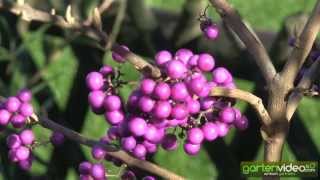 #1407 Callicarpa bodinieri Profusion - Chinesische Schönfrucht 