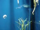 Seahorses @ Florida Aquarium