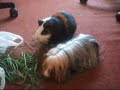 los gordis comiendo y por la habitacion