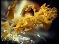 Barilla