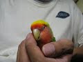 Lovebird?OPi ? ????????????????? Lovebird?OPi ? ?????????????????