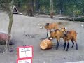 Elefant Tiger und co Zoo Leipzig zukünftige Sendung
