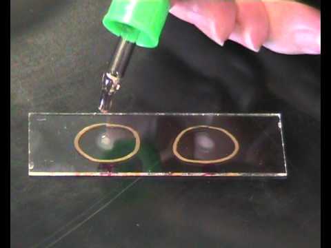 how to isolate salmonella from eggs