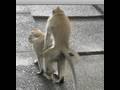 MONKEY SEX PORN