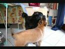 nos-chiens-et-chats.html
