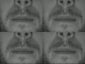 Sneezing and Dying (Video Art)