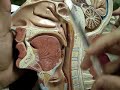 the larynx and pharynx the larynx and pharynx