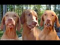 funny dogs funny dogs