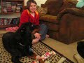 english mastiff and rotty opening Christmas presents