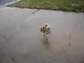 title="Dog