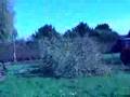Saule pleureur
