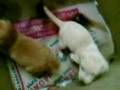 Adopt an Indian dog!