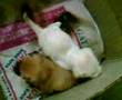 Adopt an Indian dog!