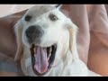 [HD PART 2]  A look back at 2009 - From birth to the present with our golden retriever Nana-chan
